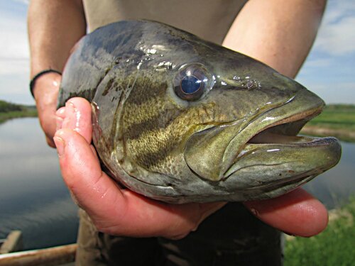 Potomac Fishing Report: Latest Updates on Smallmouth, Largemouth, and Musky