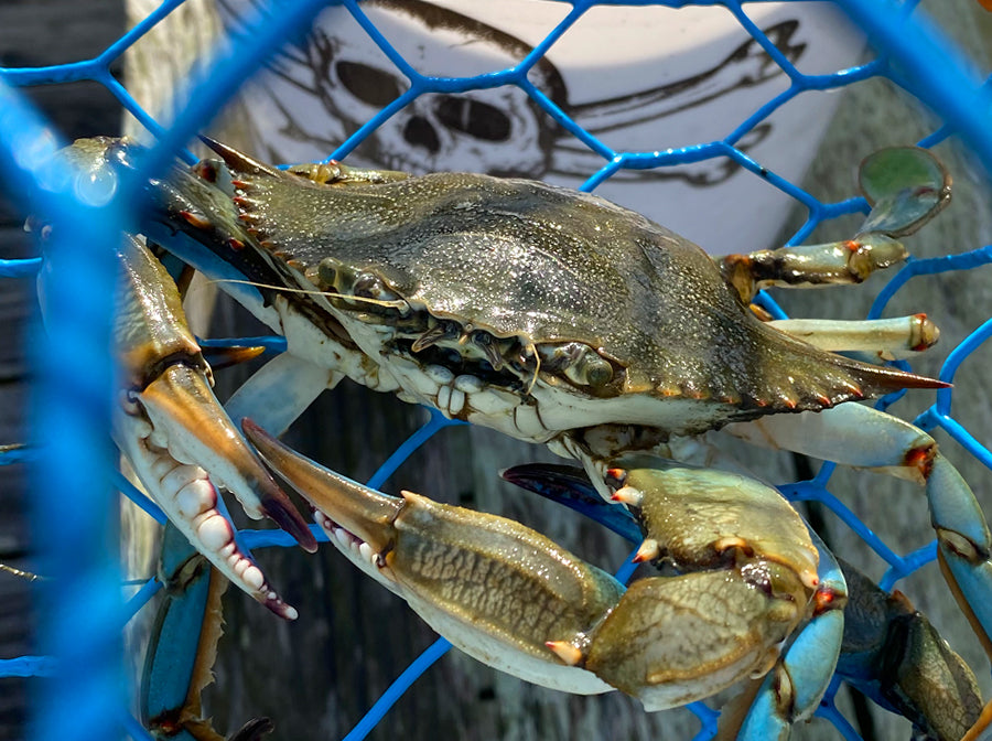 The Best Bait for Blue Crab Traps: Fish, Chicken, and More Effective Options