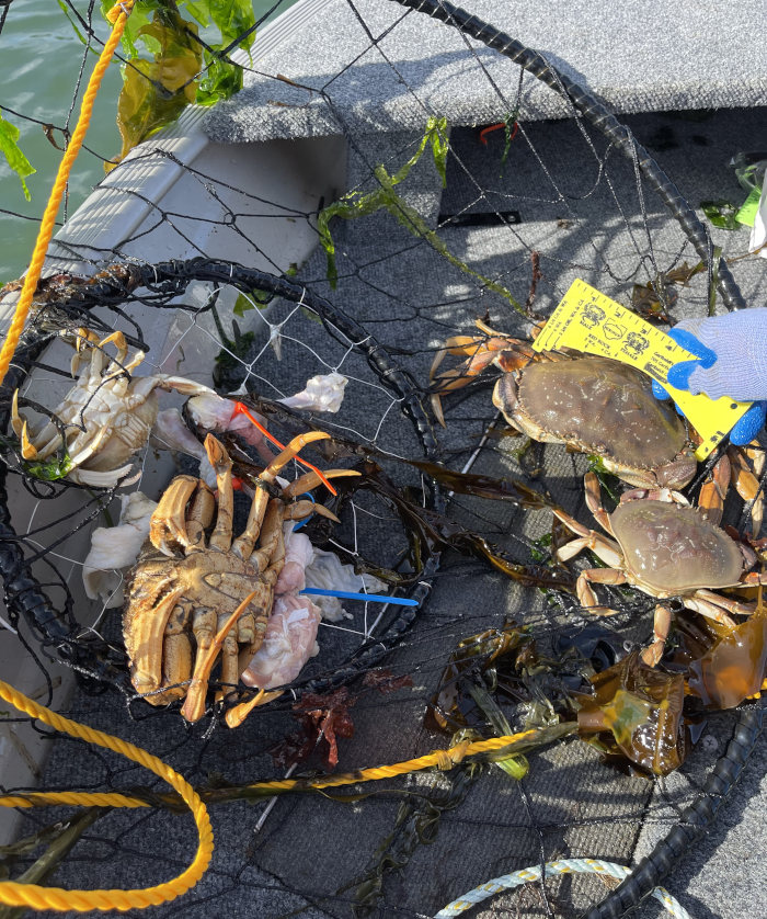 Ultimate Guide to Crabbing in Newport, Oregon: Top Locations and How to Catch More Crab