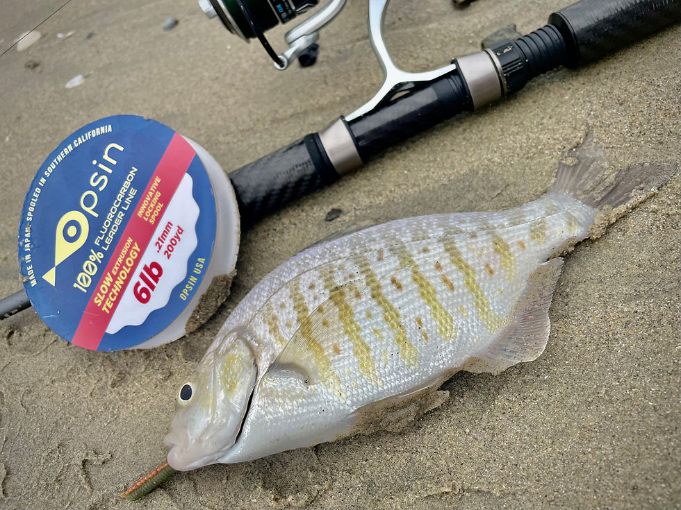 Surf Perch Fishing: Discovering the Most Effective Baits