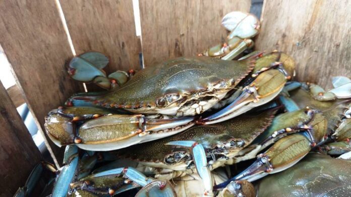 Discover the Best Crabbing Experience at West End Ave Crabbing Pier, NJ