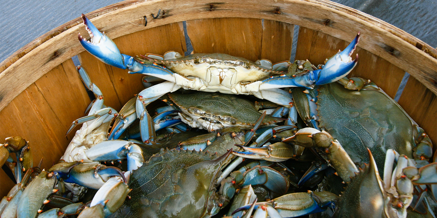 Crabbing in Murrells Inlet: Top Tips for Catching Crabs Year-Round