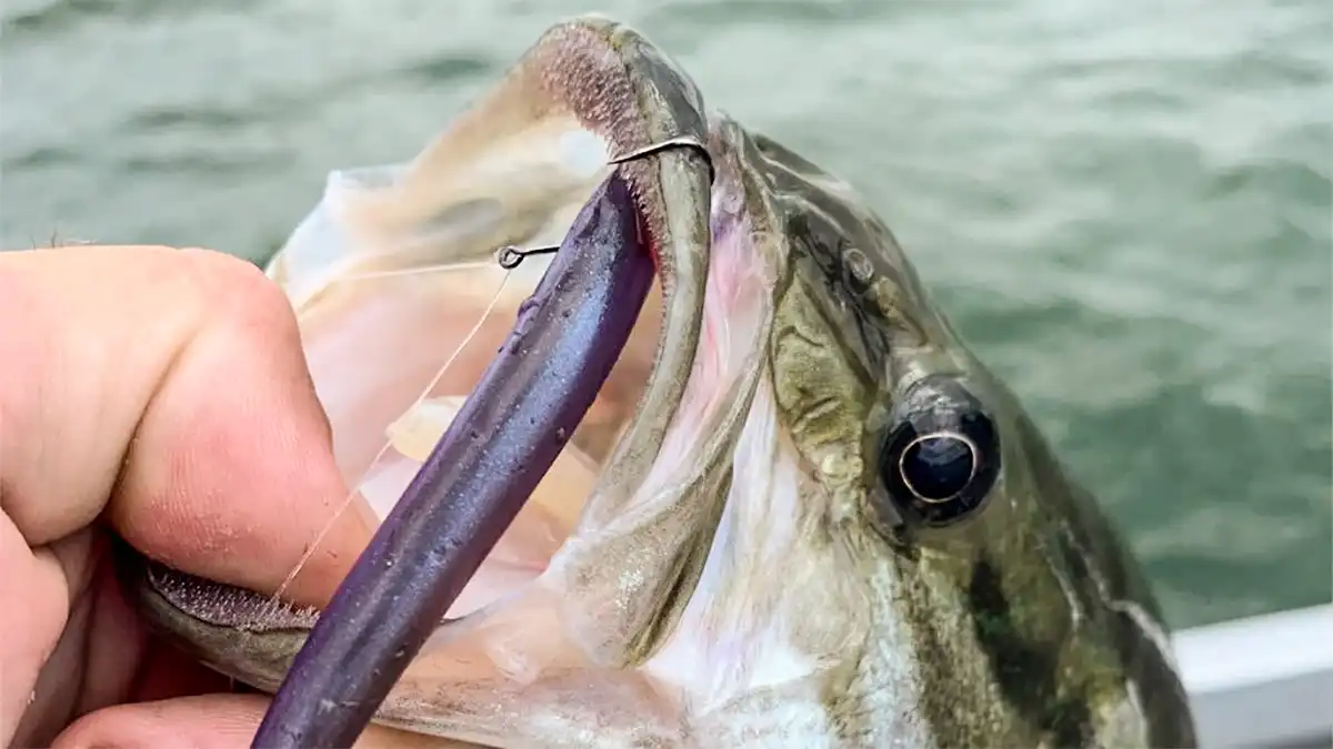 How to Choose the Perfect Drop Shot Lures for Every Fishing Trip