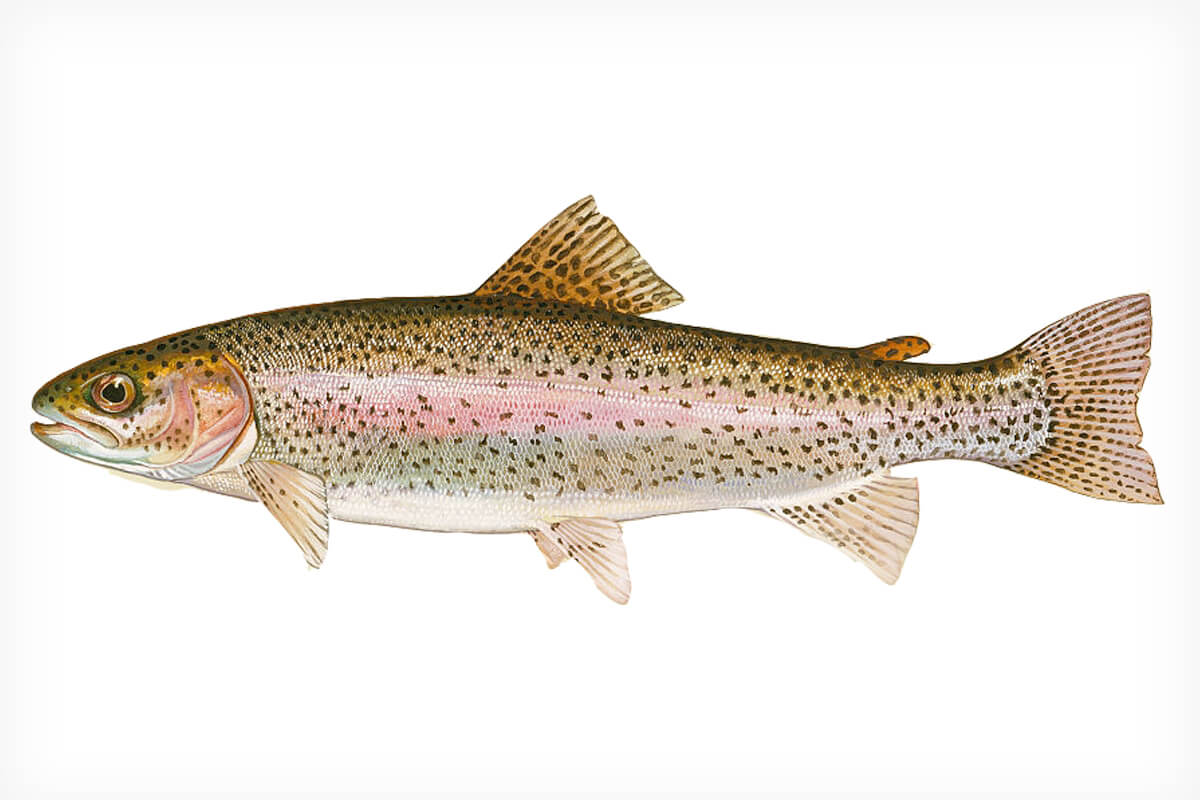 Wild Rainbow Trout vs. Stocked: Habitat, Diet, and Behavior