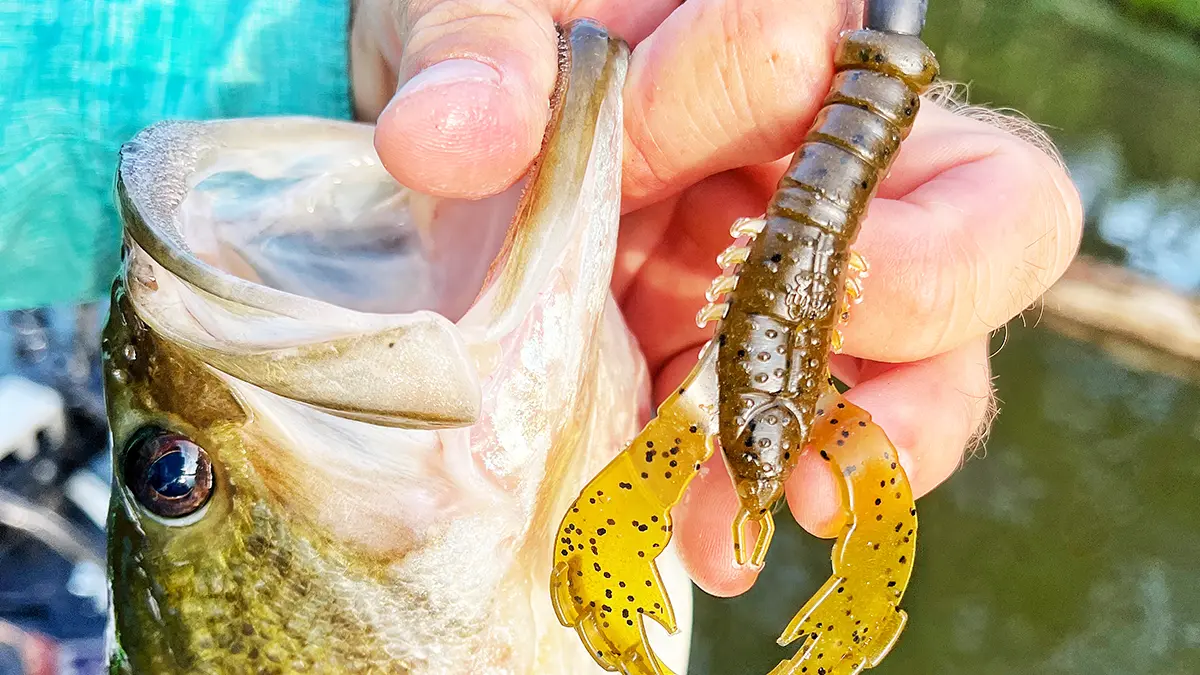 Top Flipping Baits for Bass Fishing: Expert Tips and Techniques