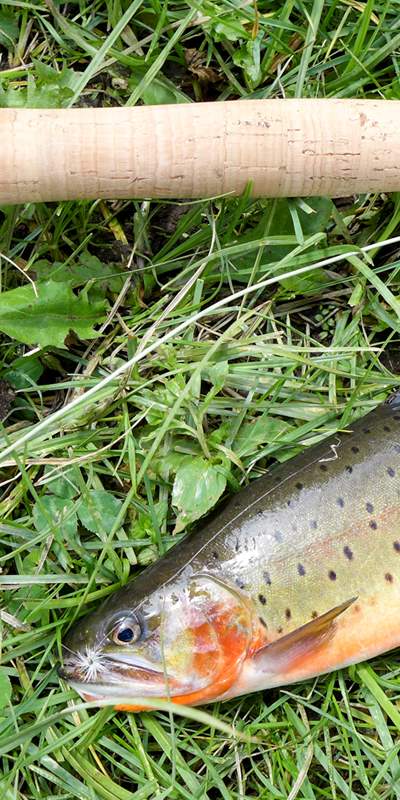 Where to Catch the Biggest Brook Trout in Utah: Best Lakes and Rivers