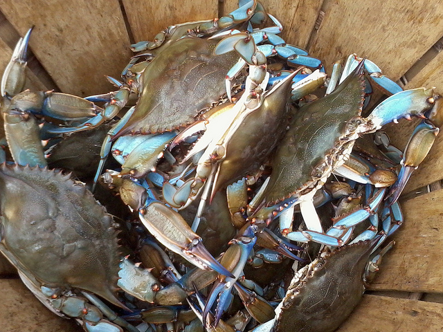 Crabbing at Barnegat Bay: Latest Report on Crabs and Tides