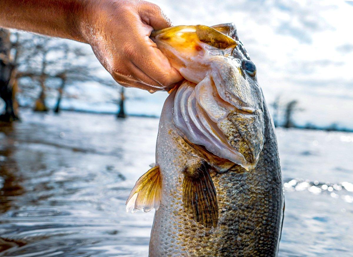 Why Spring is the Best Time for Fishing: Secrets to a Successful Catch