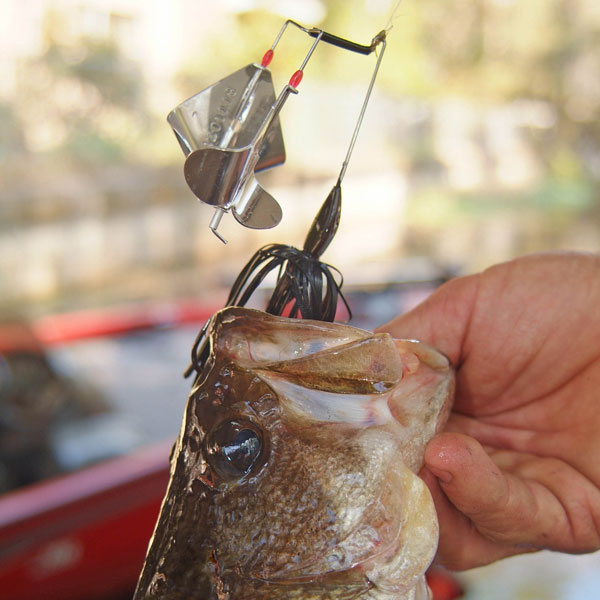 How to Use Buzz Bait Lures for Bass Fishing: Tips and Tricks