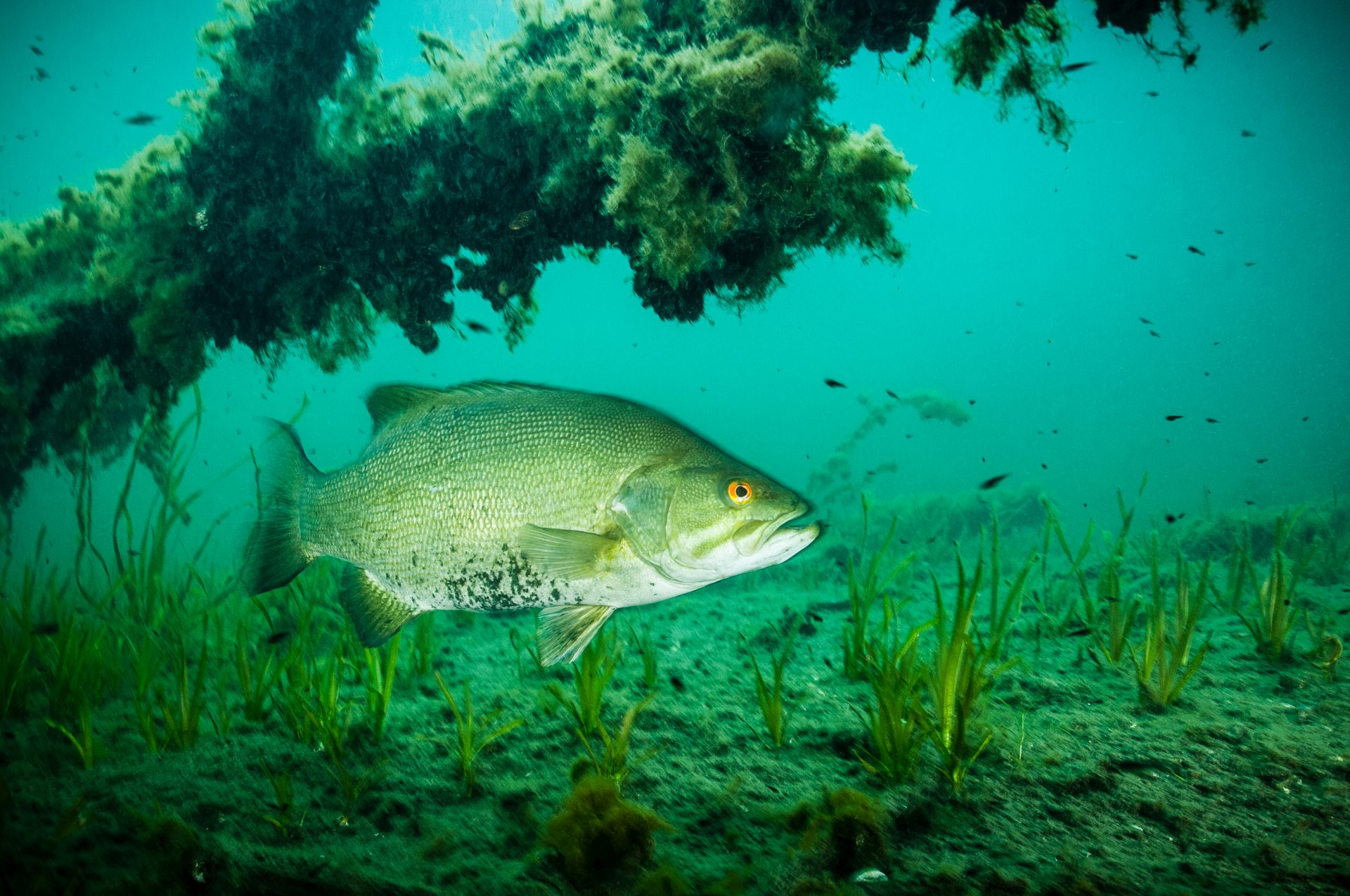 Largemouth Bass Spawning Season: Everything You Need to Know