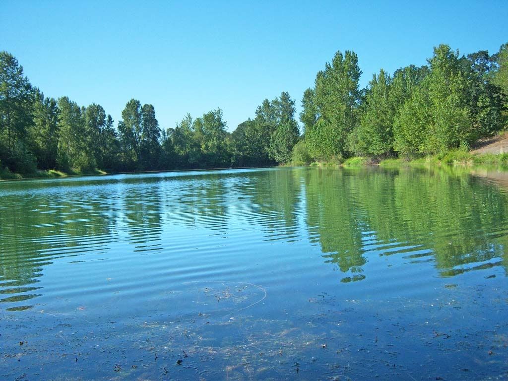 Discover Haldeman Pond on Sauvie Island: A Hidden Gem for Fishing and Nature Lovers