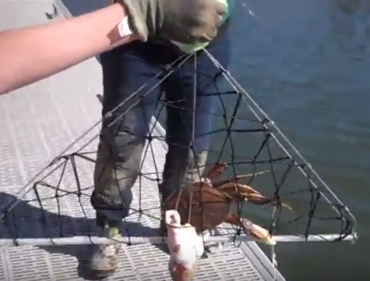 Crabbing in Depoe Bay: Best Tips for a Successful Crab Catching Adventure