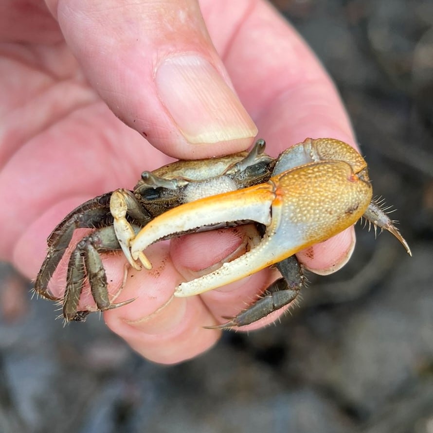 Fiddler Crab Season: Best Time to Catch and Enjoy Fiddler Crabs