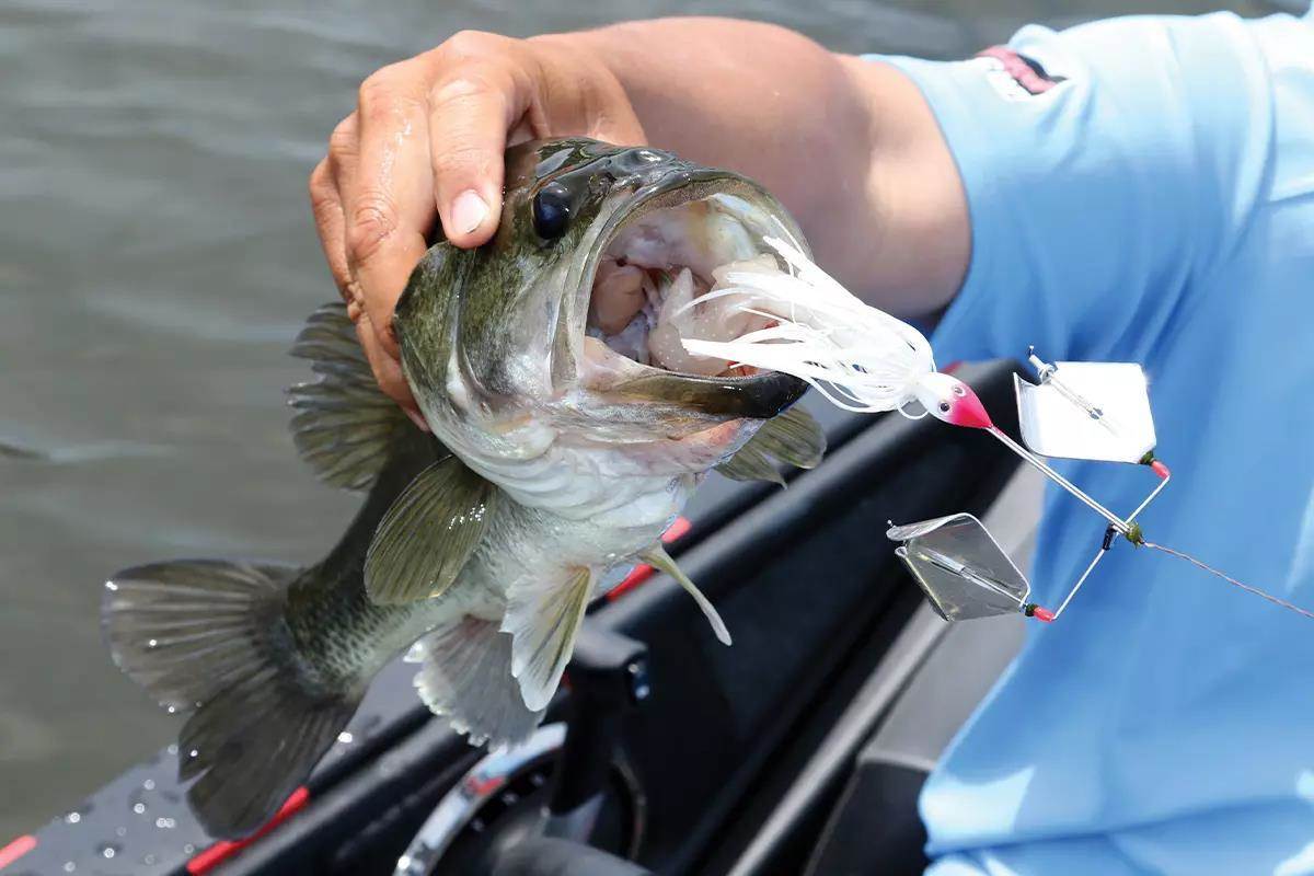 Effective Fall Bass Fishing Strategies: Catch More Lunkers with These Techniques