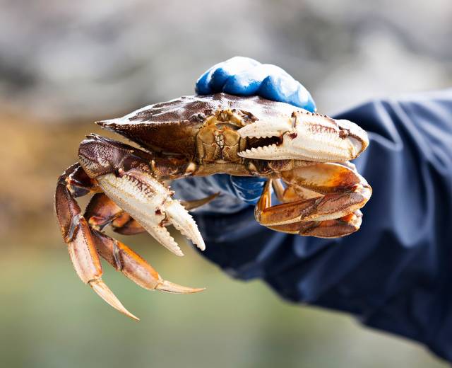 Crabbing in Lincoln City, Oregon: Best Tips and Locations for a Great Catch