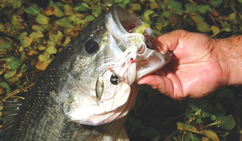 The Ultimate Guide to Fall Bass Fishing: Best Baits for Success