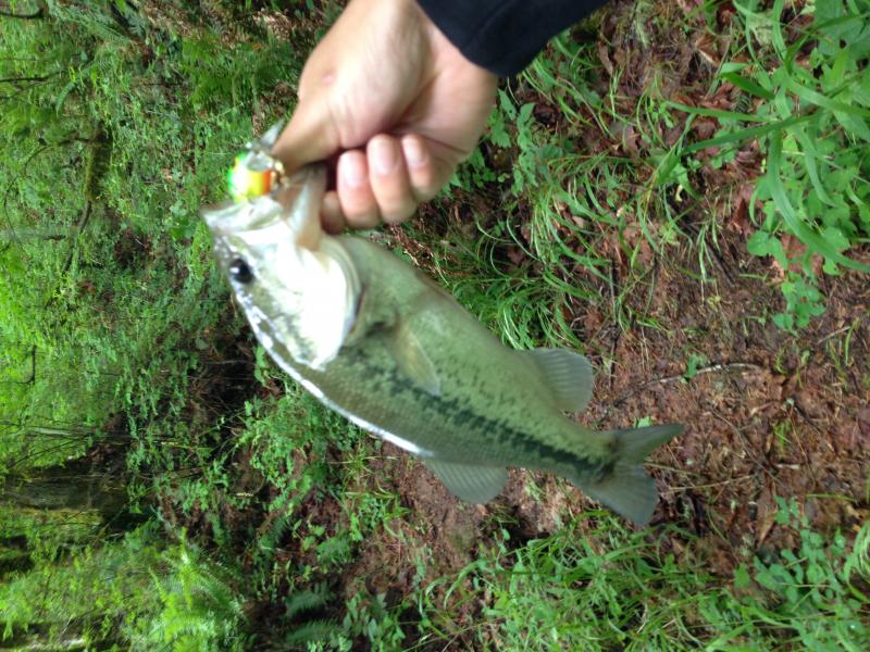 Donkey Ponds Dayton Oregon: Best Fishing and Outdoor Activities Near You