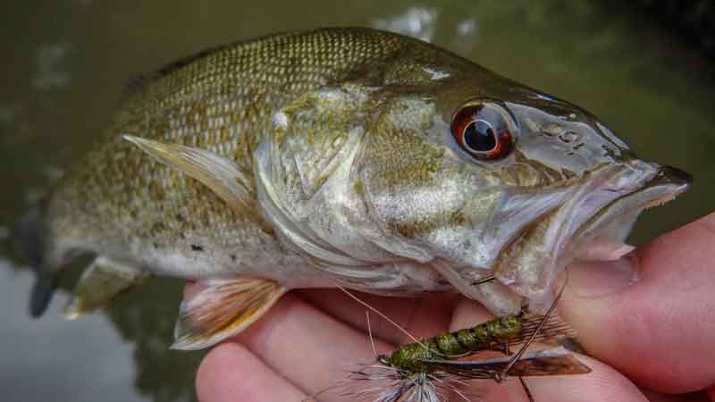 Early Fall Bass Fishing: Top Strategies to Tackle Cooler Waters