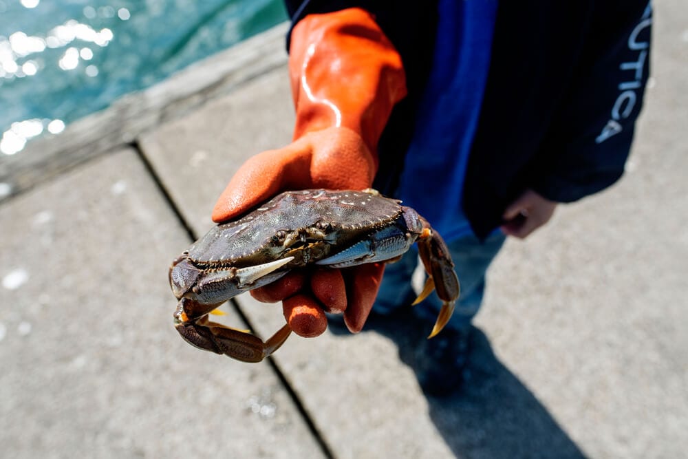 Crabbing in Newport, OR: Best Spots and Tips for a Successful Catch