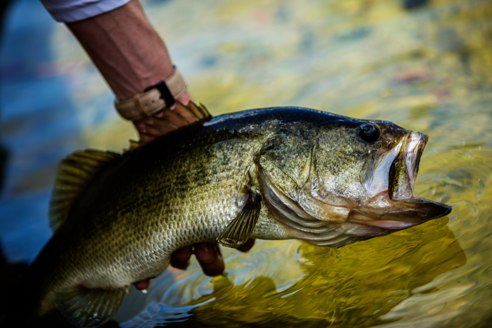 Dock Fishing for Largemouth Bass: Key Techniques for Pond Anglers