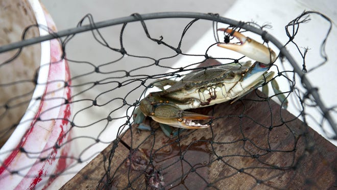 Crabbing in Point Pleasant: Best Times and Places for an Unforgettable Experience