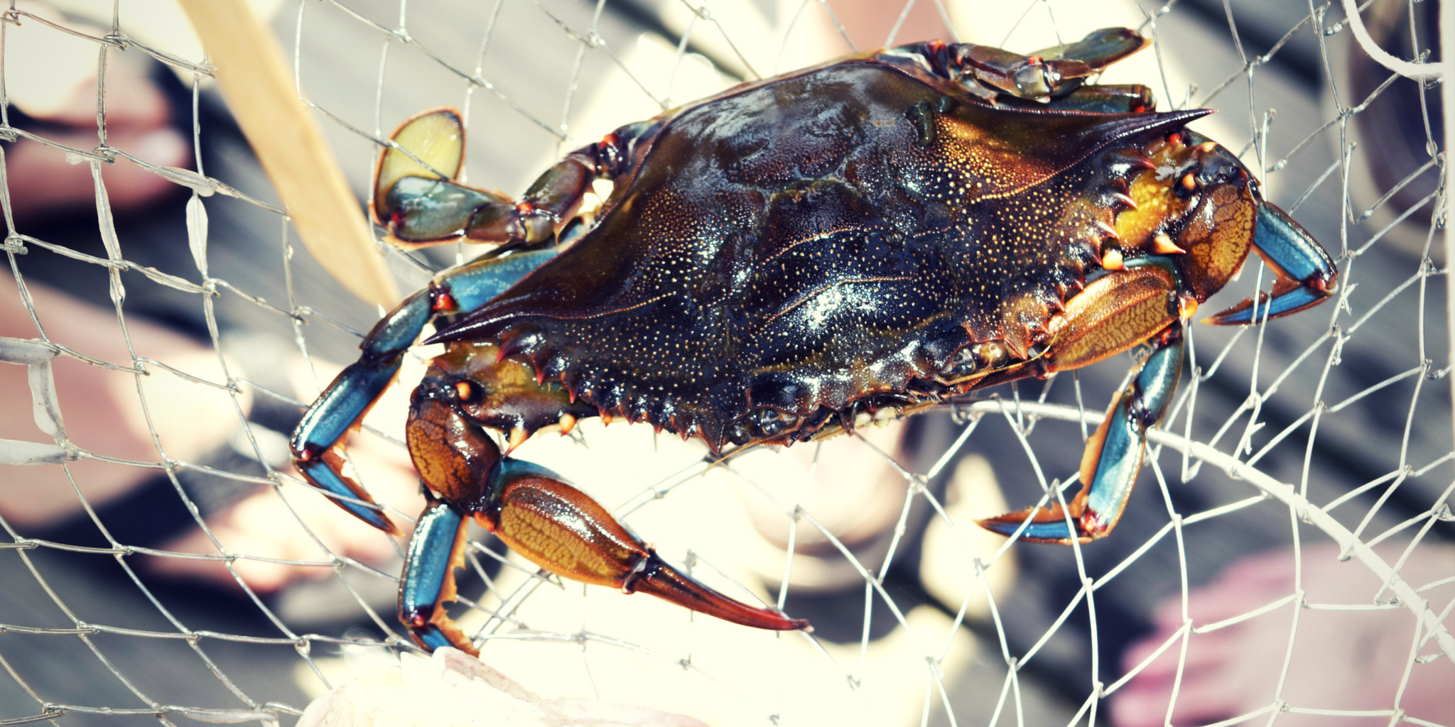 Top Tips for Cape May Crabbing: Best Spots & Seasons to Catch Crabs