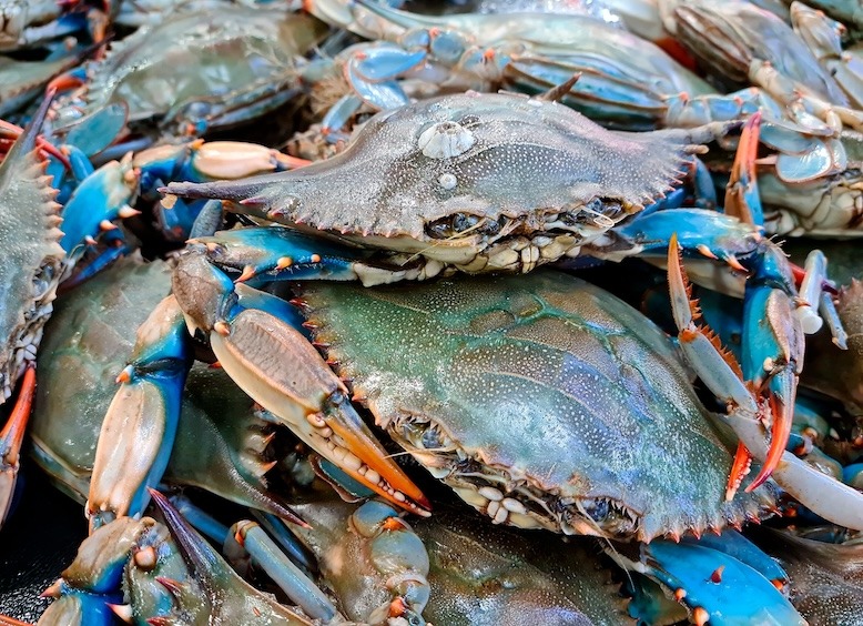 Crabbing in Barnegat Bay: A Complete Guide to Blue Claw Crabbing