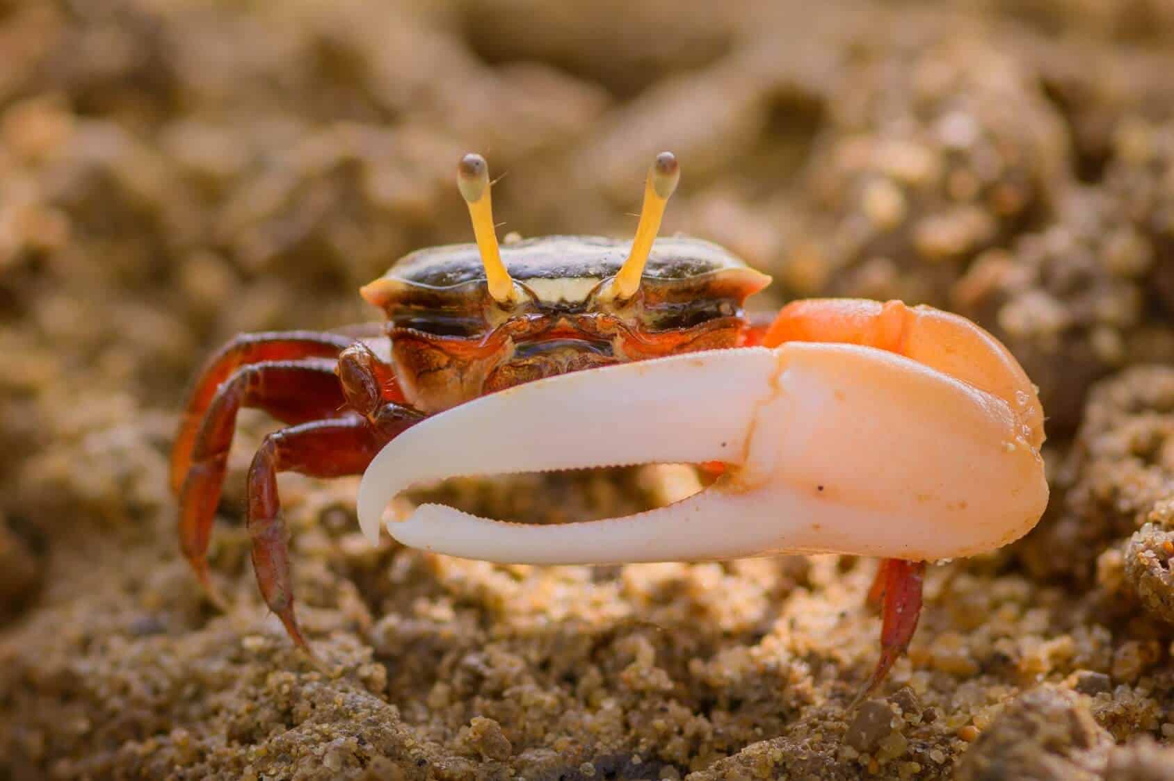 Fiddler Crab Season: Best Time to Catch and Enjoy Fiddler Crabs