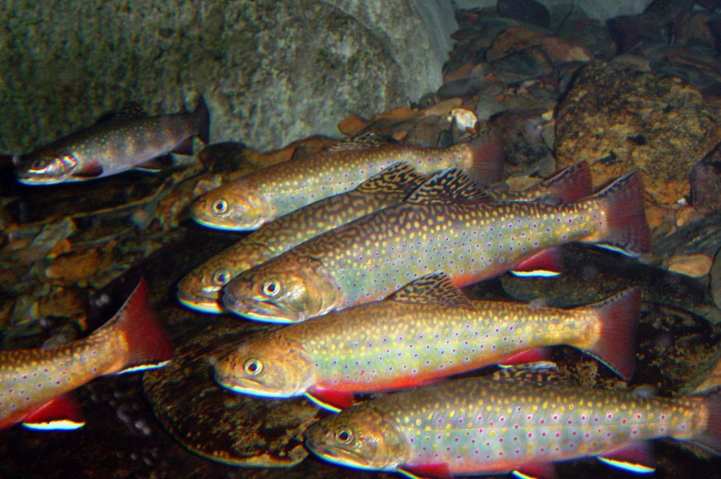 Maine Brook Trout: The Last Stronghold for Wild Brook Trout in the U.S.