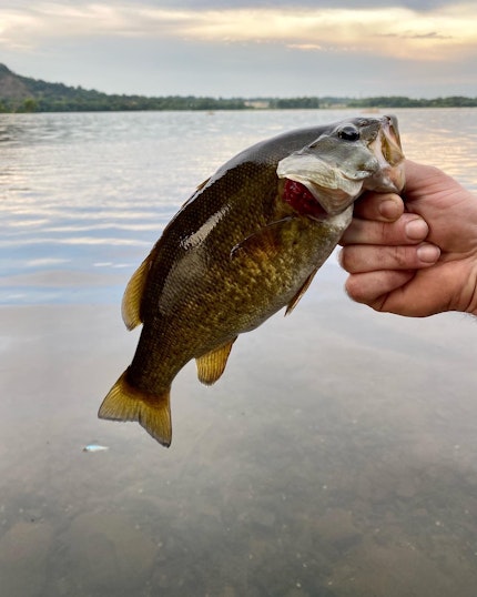 Susquehanna River Fishing Report: Catches, Techniques & Trends