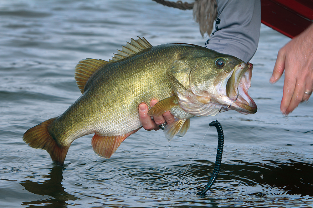 Best Bass Fishing Spots in Brunswick, GA: Tips & Techniques