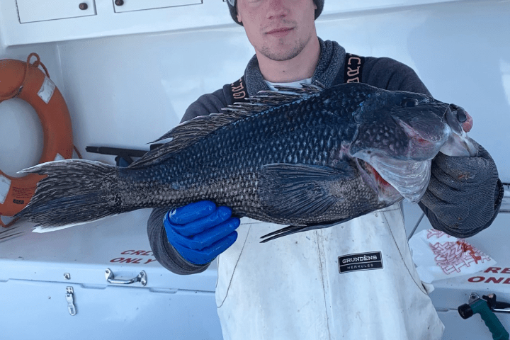 Virginia Beach Rudee Inlet Fishing Report: Bluefish, Black Seabass, and More