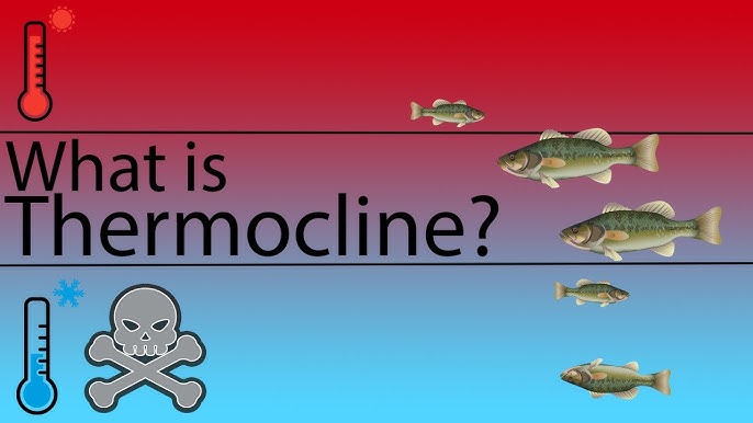 How to Use Thermocline Fishing Techniques for Better Bass Catching