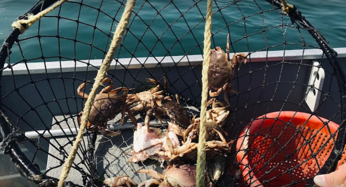 Ultimate Crabbing Adventure in Waldport, Oregon: Gear, Licenses & Hotspots