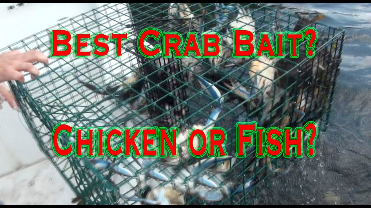 The Best Bait for Blue Crab Traps: Fish, Chicken, and More Effective Options