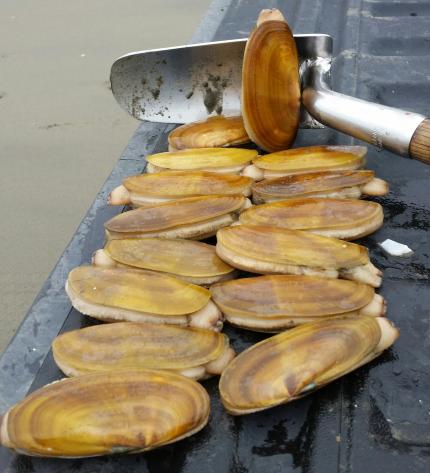 Razor Clam Tides in Washington: Best Digging Times for 2024