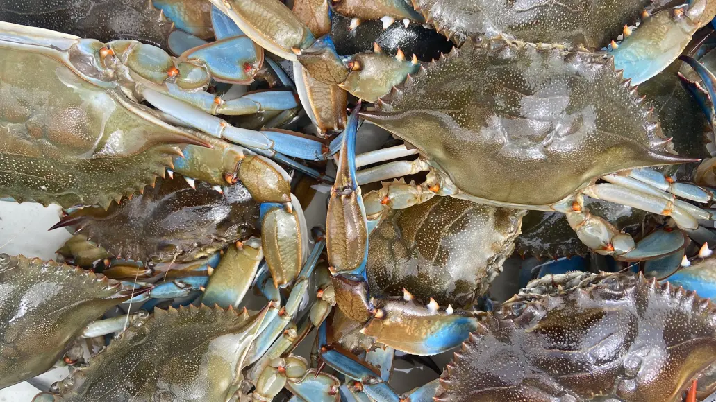 Crabbing in Barnegat Bay: A Complete Guide to Blue Claw Crabbing