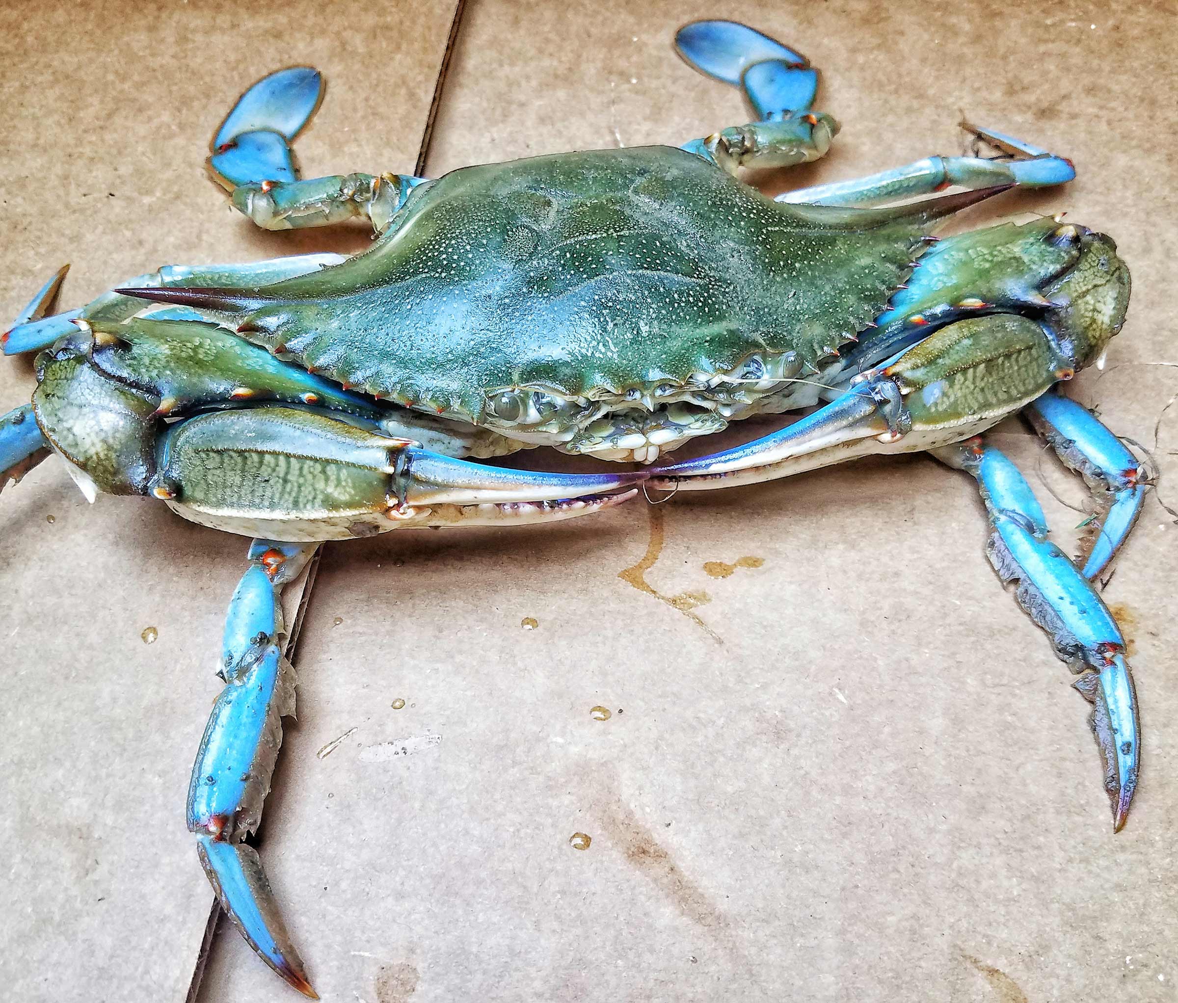 Best Time to Crab in Maryland: Peak Seasons for Blue Crabs