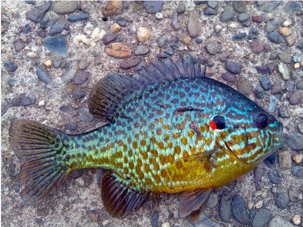 Buy Pumpkinseed Fish -  Shipped to Your Door Nationwide