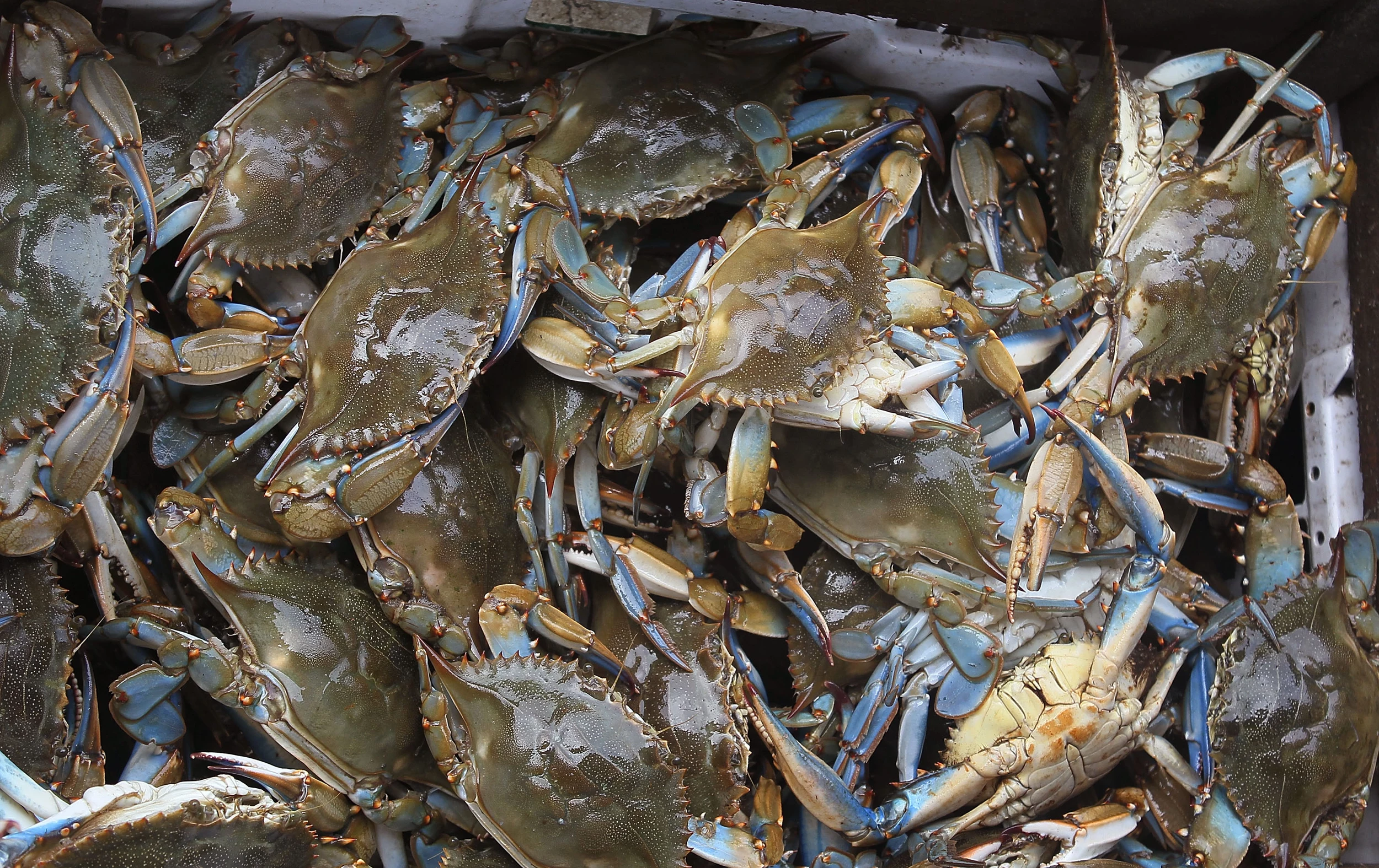 Crabbing Legally: License Requirements Explained