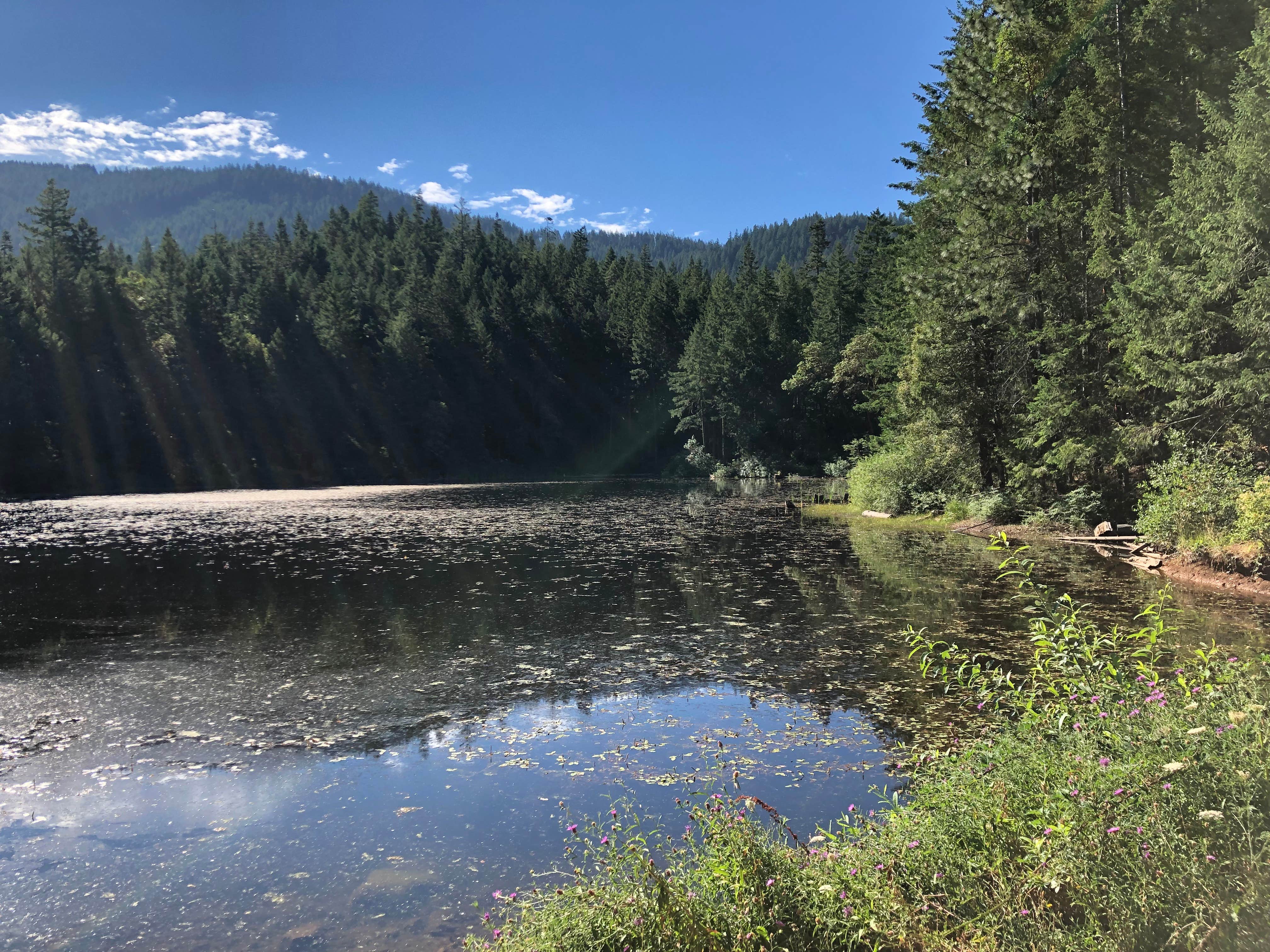 Explore Free Camping at Burma Pond BLM Near Wolf Creek, Oregon