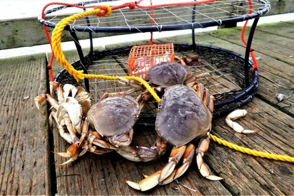 Best Crabbing in Deer Harbor Without a Boat: A Complete Guide