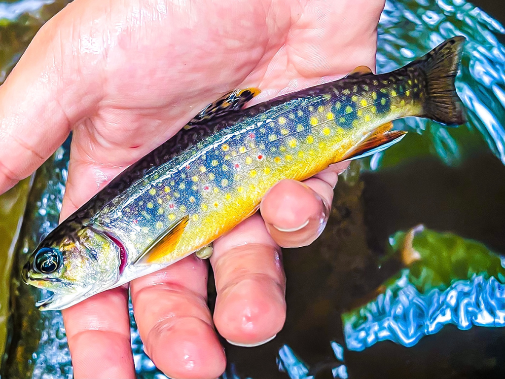 Maine Brook Trout: The Last Stronghold for Wild Brook Trout in the U.S.