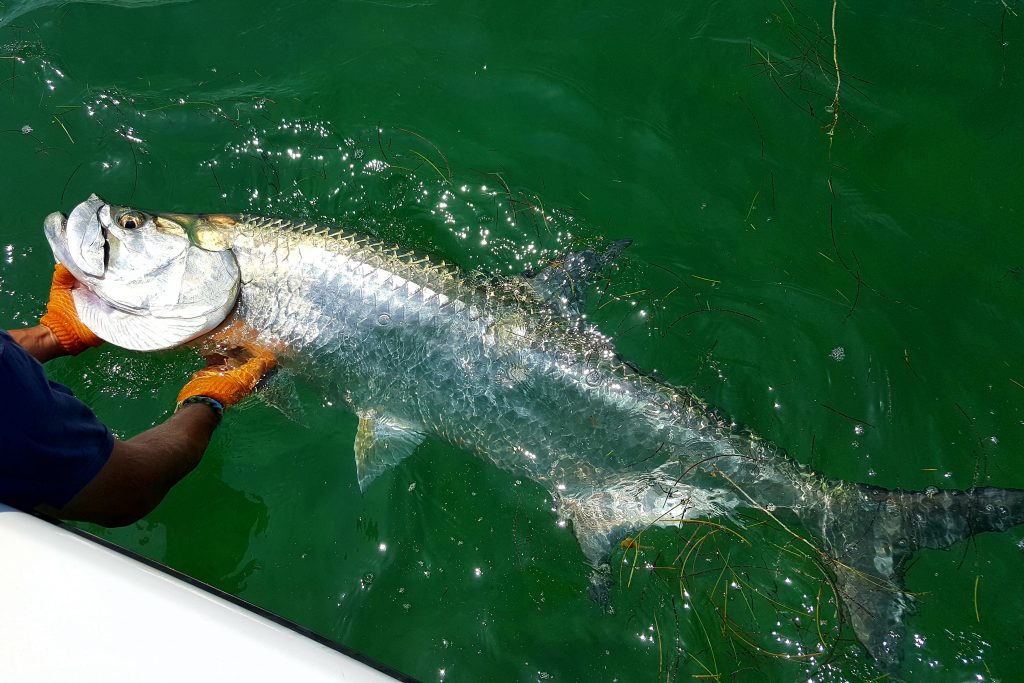 Islamorada Fishing Report: Best Times to Fish and Top Species