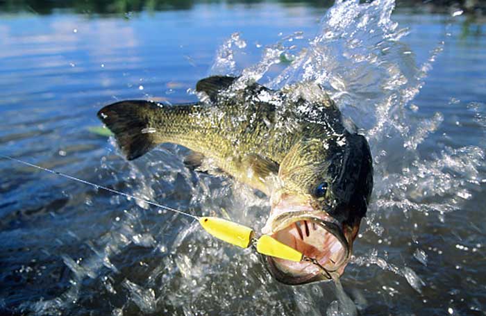 Topwater Fishing: Tips for Catching More Fish with Surface Lures