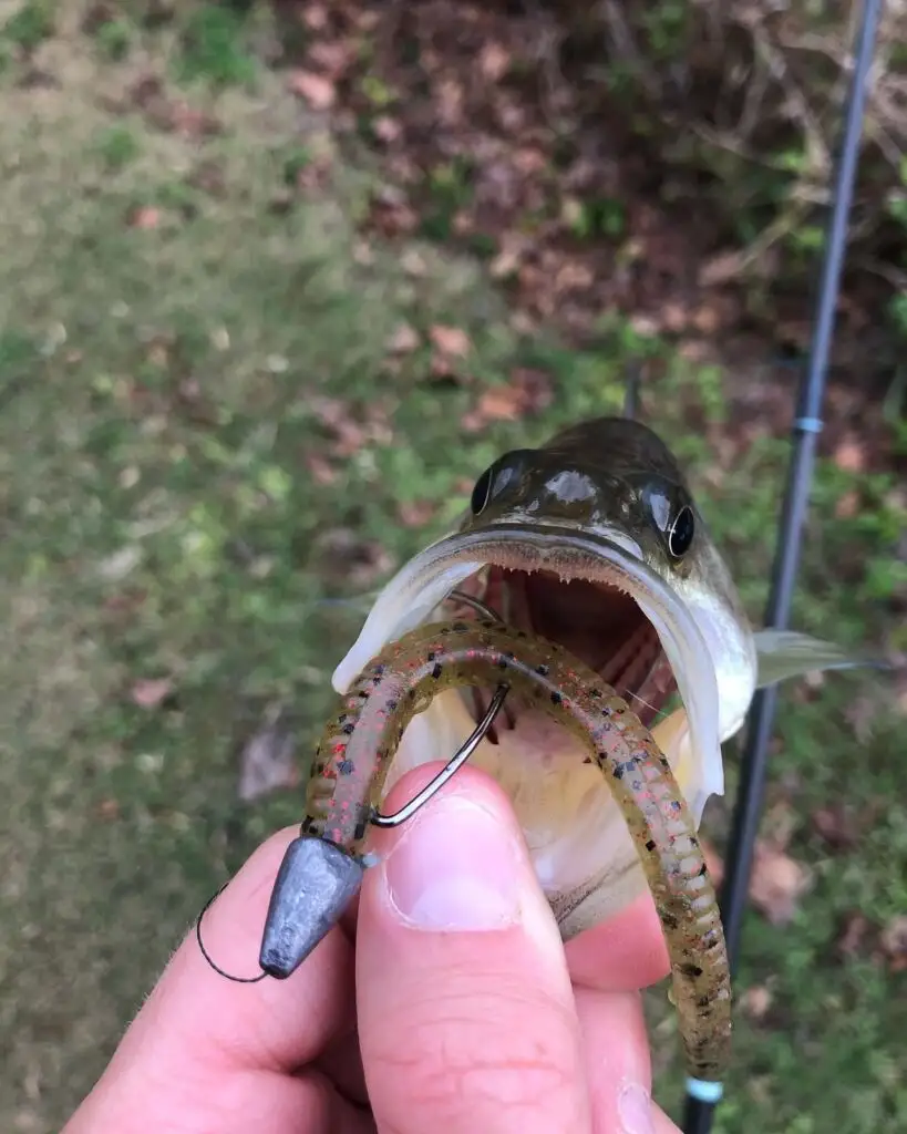 How to Catch Bass After Rain: Top Strategies and Lures