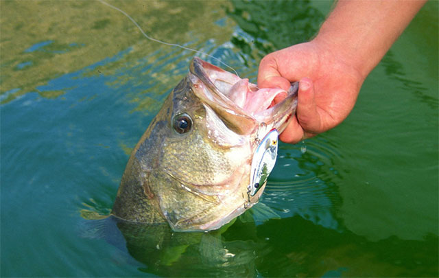 Clearwater Bass Fishing Guide: Best Spots, Techniques, and Gear for Success