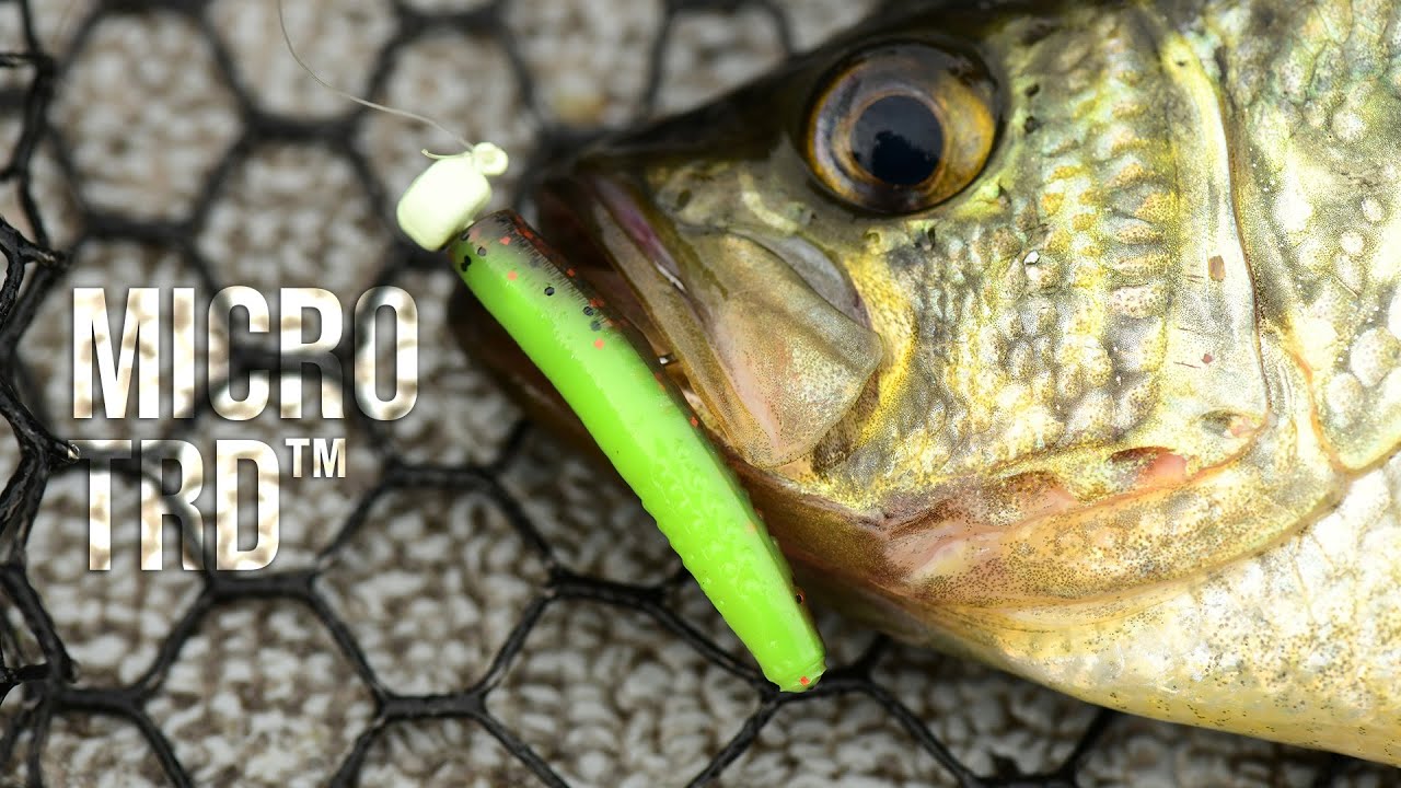 Mastering Micro Ned Rigs: Tips for Catching Big Smallmouth and Bluegills