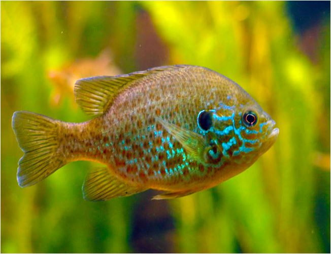 Buy Pumpkinseed Fish -  Shipped to Your Door Nationwide