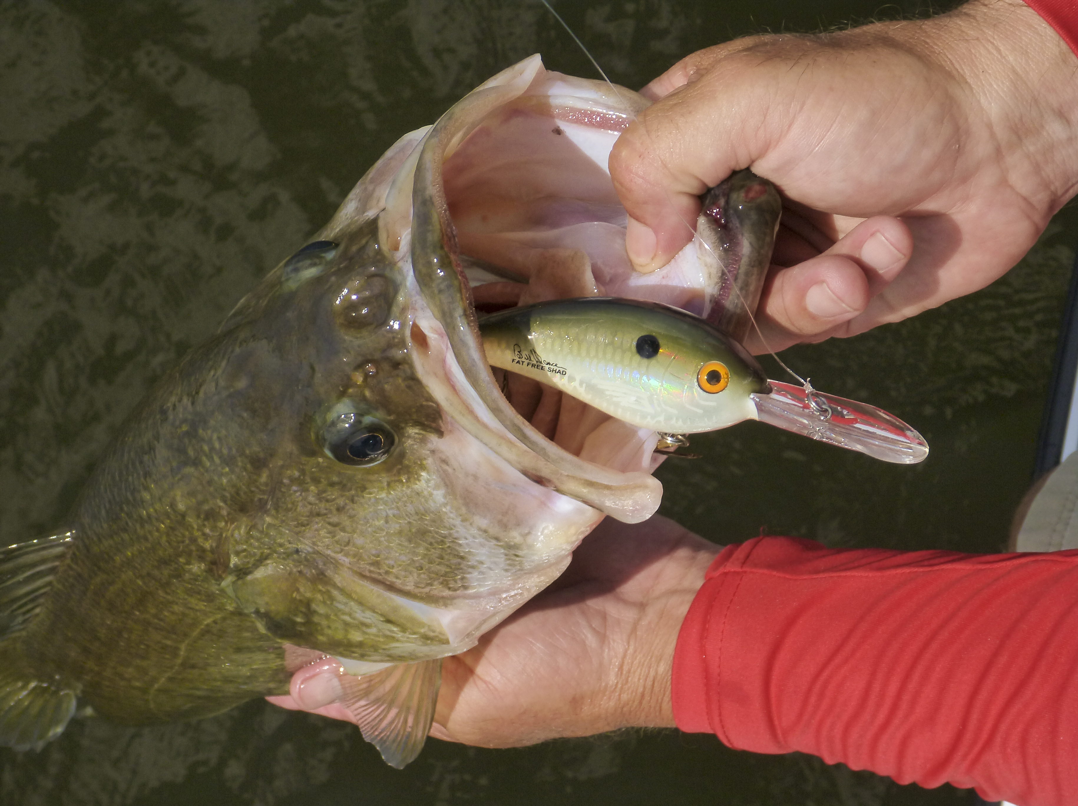 The Ultimate Guide to the Best Crankbait for Bass: Reviews & Tips